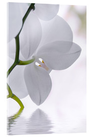 Stampa su vetro acrilico  White Orchid, detail - Atteloi