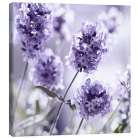 Stampa su tela  Lavender scent III - Atteloi