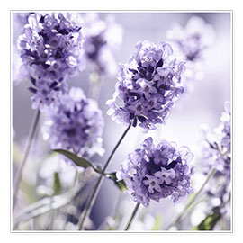 Poster  Lavender scent III - Atteloi