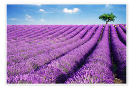 Poster Lavender field and tree