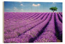 Stampa su legno  Lavender field and tree - Matteo Colombo