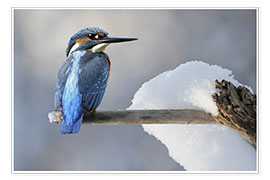 Poster  Kingfisher - WildlifePhotography