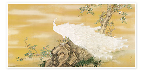 Poster White Peafowl