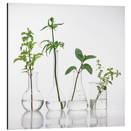 Stampa su alluminio  Medicinal plants, conceptual image