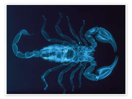 Poster  X-ray of the scorpion, Palamnaeus fulvipes - D. Roberts