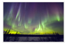 Poster  Aurora borealis, Finland - Juerg Alean