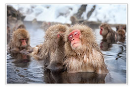 Poster  Japanese Snow Monkeys in Nagano - Jan Christopher Becke