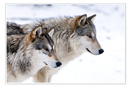 Poster  Due lupi grigi nella neve - Louise Murray