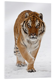 Stampa su vetro acrilico  Siberian Tiger in the snow - James Hager