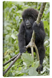 Stampa su tela  Infant mountain gorilla (Gorilla gorilla beringei) from the Kwitonda group climbing a vine, Volcanoe - James Hager