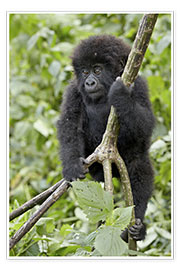 Poster  Infant mountain gorilla (Gorilla gorilla beringei) from the Kwitonda group climbing a vine, Volcanoe - James Hager