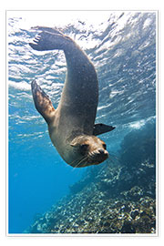 Poster  Galapagos sea lion - Michael Nolan