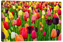 Stampa su tela  tulips in spring - Claudia Moeckel