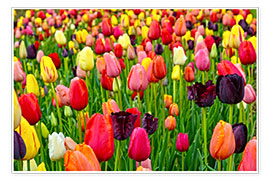 Poster  tulips in spring - Claudia Moeckel