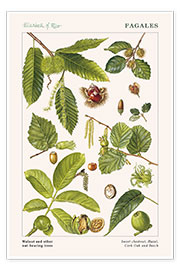 Poster  Noce e altri frutti recanti alberi - Elizabeth Rice