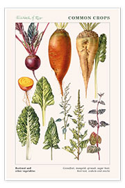 Poster  Barbabietola ed altre verdure - Elizabeth Rice