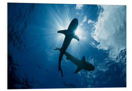 Stampa su PVC  Blacktip reef sharks, Micronesia - Dave Fleetham