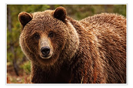 Poster Grizzly Bear, Yukon