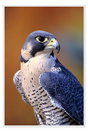 Poster  Falco pellegrino - John Hyde