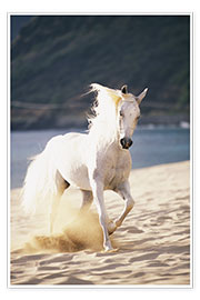 Poster White Horse Running On The Beach.
