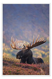 Poster  Bull Moose in Chugach State Park - Milo Burcham