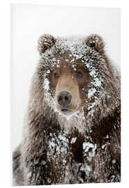 Stampa su PVC  Frosty Bear - Doug Lindstrand