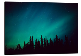 Stampa su alluminio  Northern Lights over a spruce forest - Greg Hensel