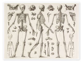 Poster  Skeleton Of A Fully Grown Human - Wunderkammer Collection