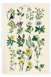 Poster  Fiori selvatici - Sowerby Collection