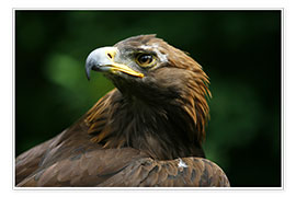Poster  Golden Eagle's Face (Aquila Chrysaetos) - Deddeda
