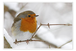 Poster  bird robin - WildlifePhotography