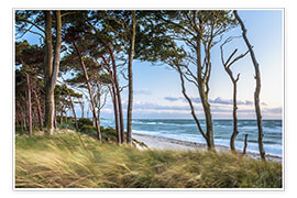 Poster Coastal Forest and Beach at the Baltic Sea