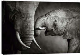 Stampa su tela  Cucciolo di elefante - Johan Swanepoel