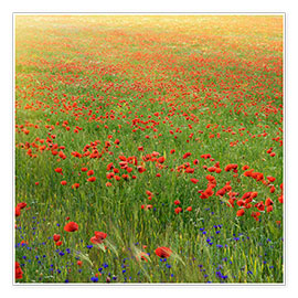 Poster Poppy meadow