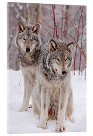 Stampa su vetro acrilico  Coppia di lupi nella neve