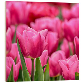 Stampa su legno  Tulips in pink - Filtergrafia