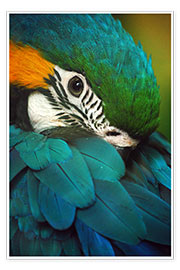 Poster  Piumaggio di un pappagallo