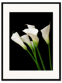 Stampa artistica con cornice  Calla lilies