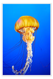 Poster  Orange jellyfish in blue ocean