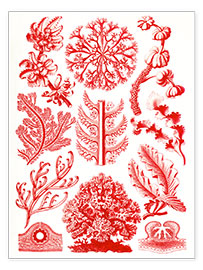 Poster  Red algae and sea grass or Florideae - Ernst Haeckel
