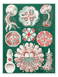 Poster  Tavola delle specie di meduse - Ernst Haeckel