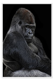 Poster  Gorilla - Joachim G. Pinkawa