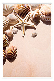 Poster  Stella marina e conchiglie