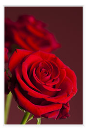 Poster Red roses
