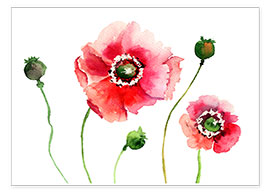Poster Poppy flowers