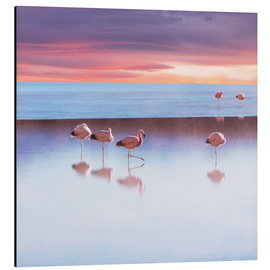 Stampa su alluminio  Andean Flamingos, Bolivia