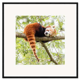 Stampa artistica con cornice  Panda rosso si riposa su un albero