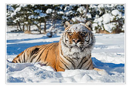 Poster Tigre siberiana