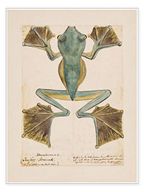 Poster  Rhacophorus tree frog