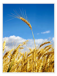 Poster  wheat